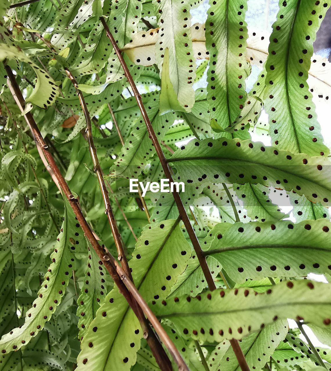 green, plant, growth, leaf, plant part, full frame, no people, backgrounds, beauty in nature, nature, plant stem, close-up, flower, tree, day, ferns and horsetails, outdoors, branch, freshness, pattern, botany, tranquility