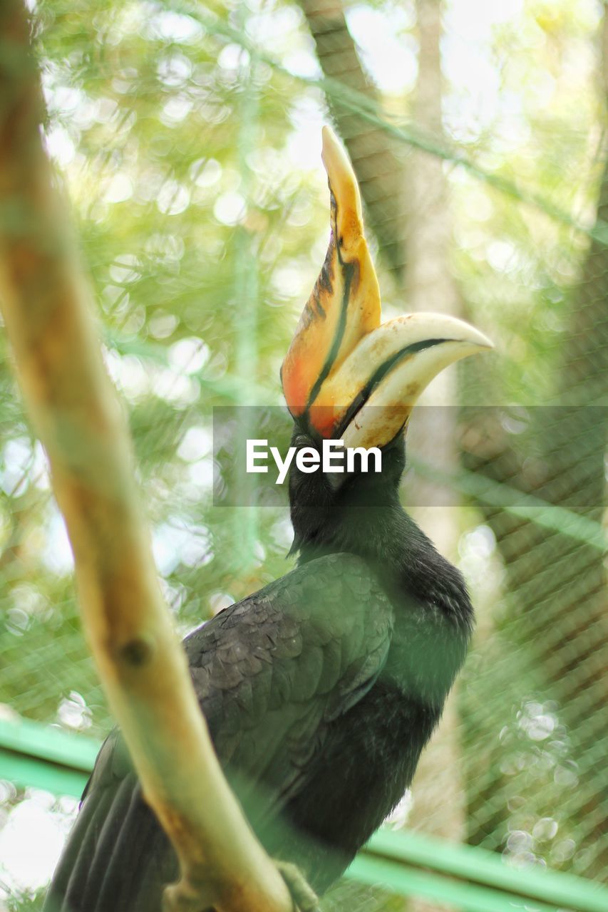 CLOSE-UP OF BIRD PERCHING ON BRANCH