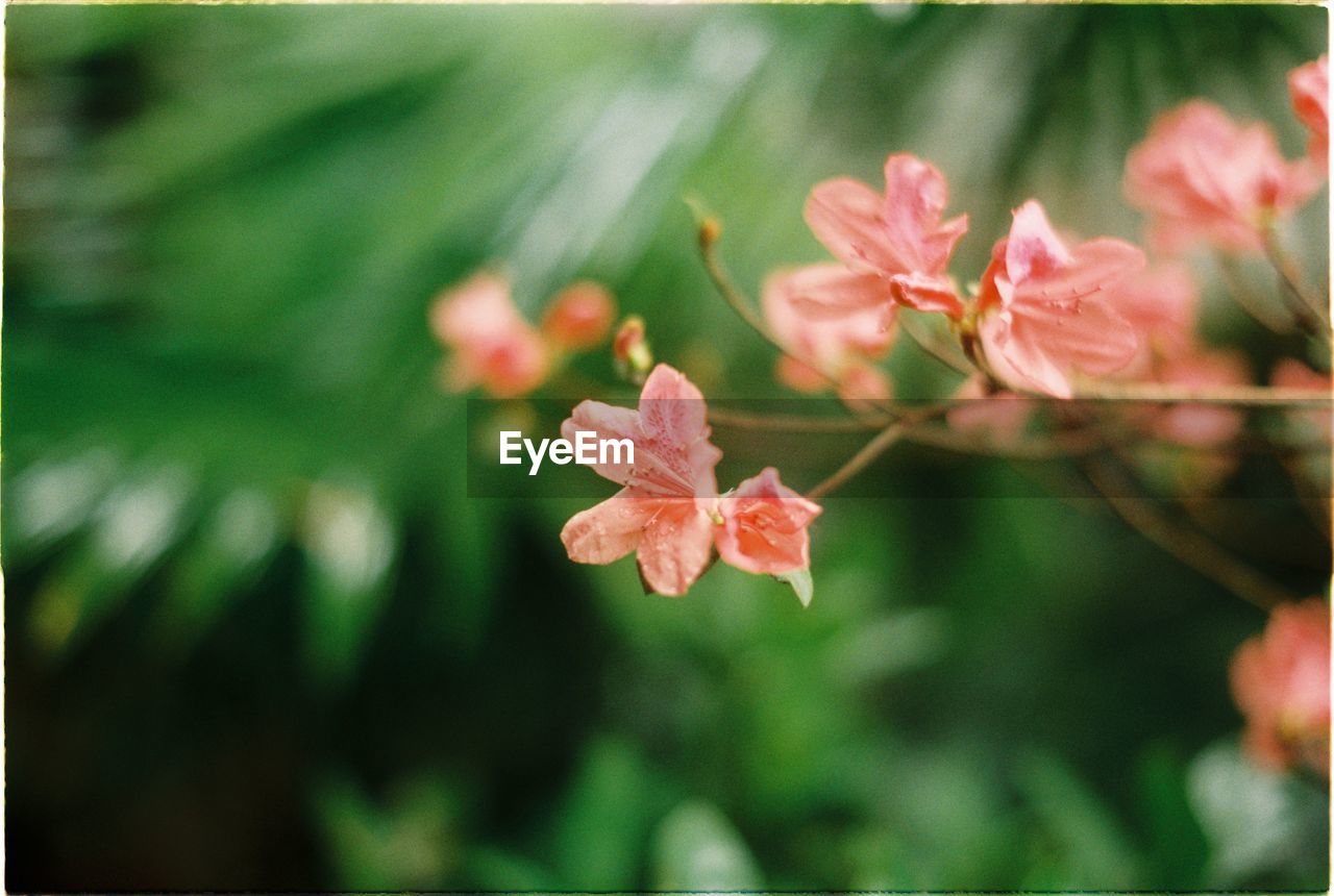 Close-up of pink flowering plant