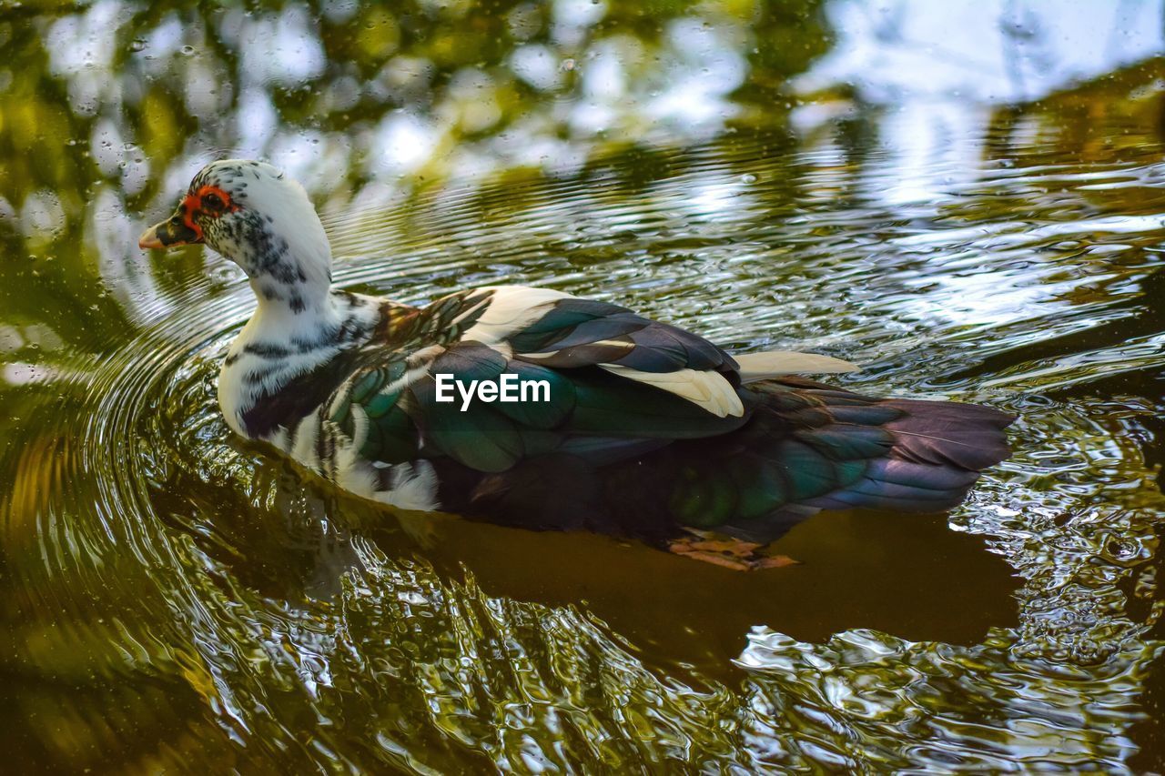 CLOSE-UP OF DUCK IN WATER