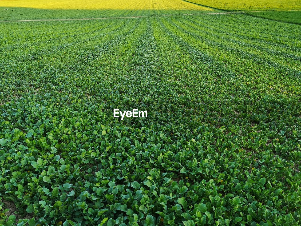 Full frame shot of corn field