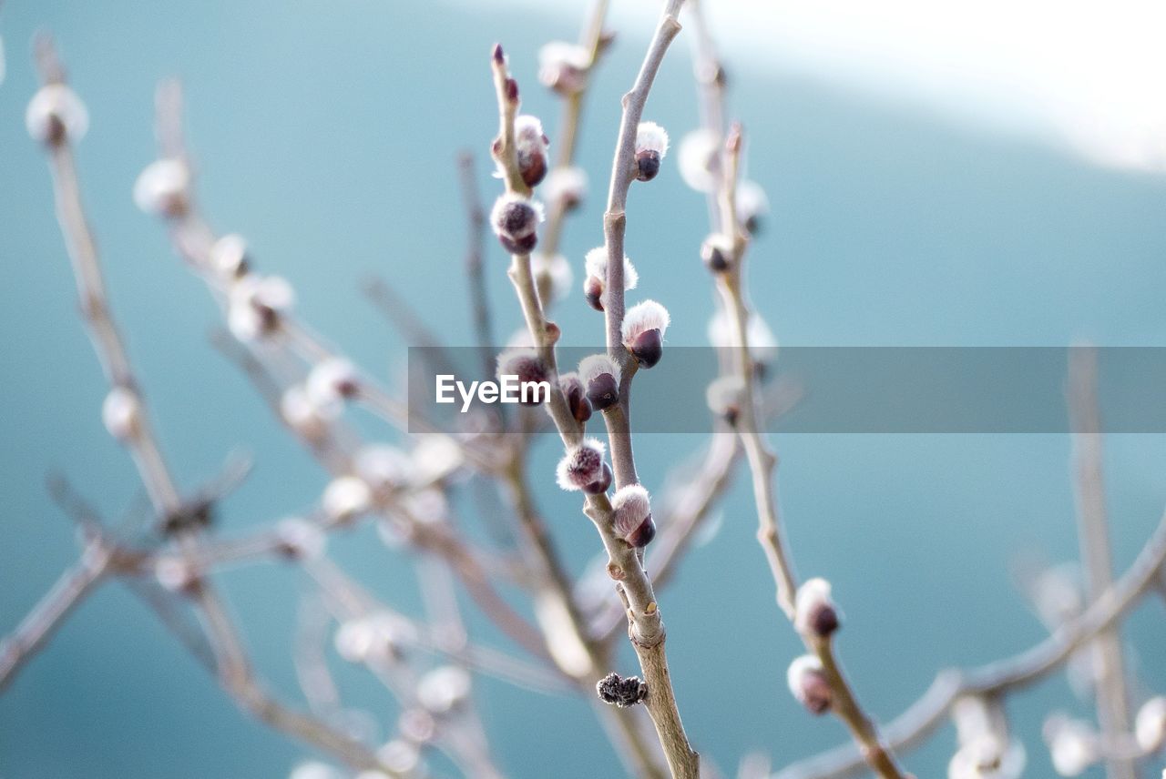 Close-up of pussy willow plant