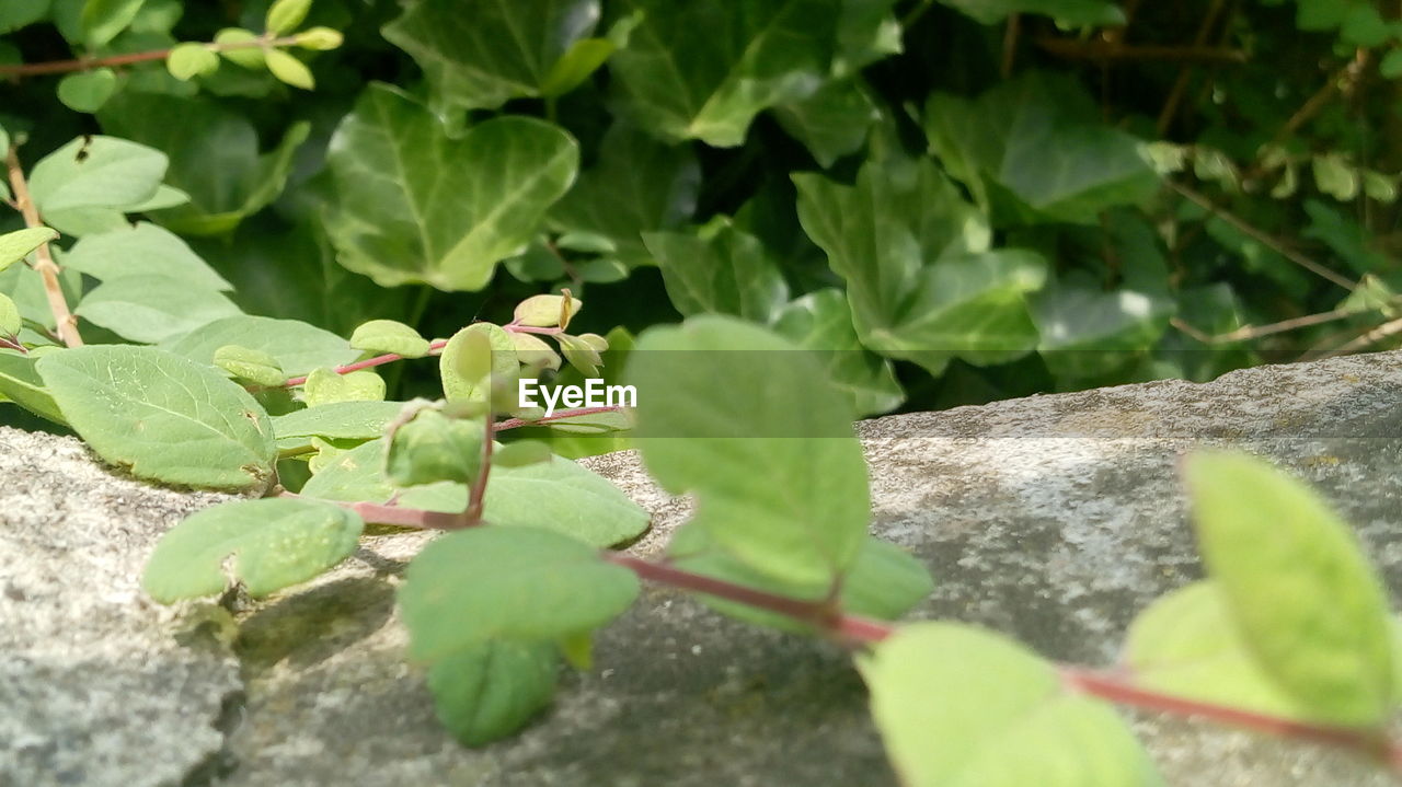 CLOSE-UP OF GREEN LEAVES ON ROCK