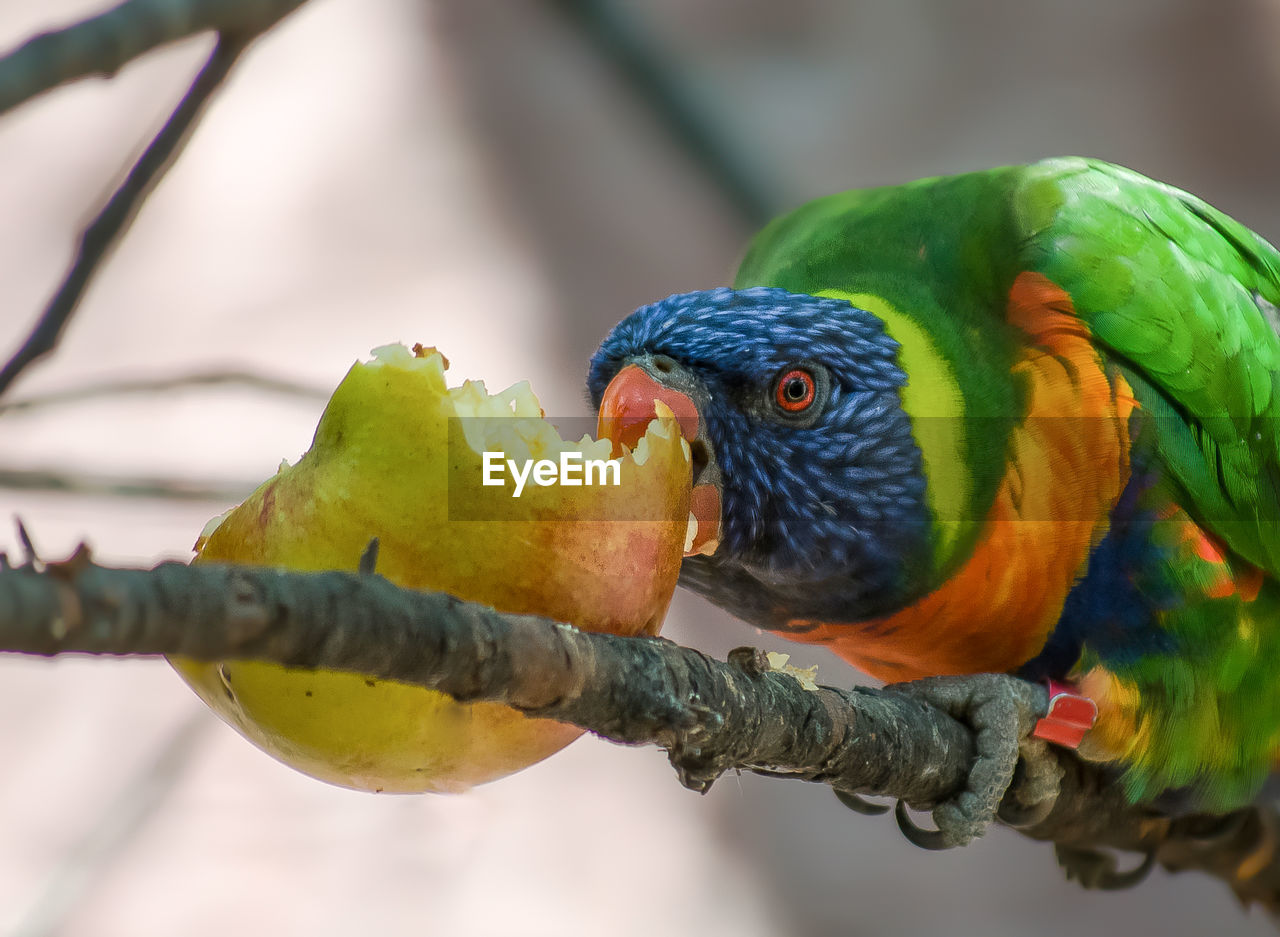 CLOSE-UP OF PARROT PERCHING