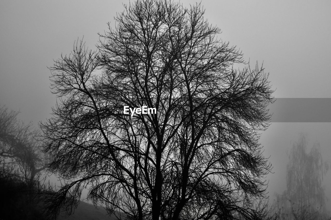 LOW ANGLE VIEW OF TREES AGAINST CLEAR SKY