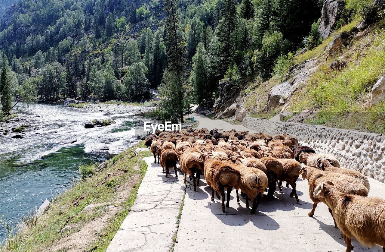 SHEEP WALKING ON ROAD BY TREES