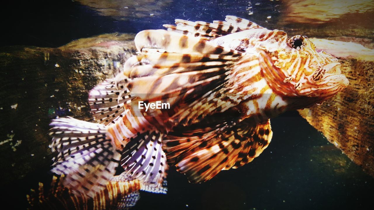 Close-up of lionfish swimming in tank at aquarium