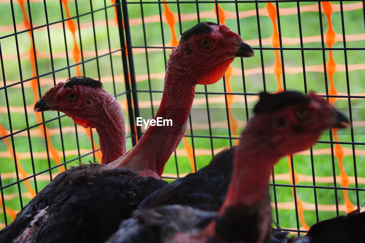 Close-up of turkeys in cage