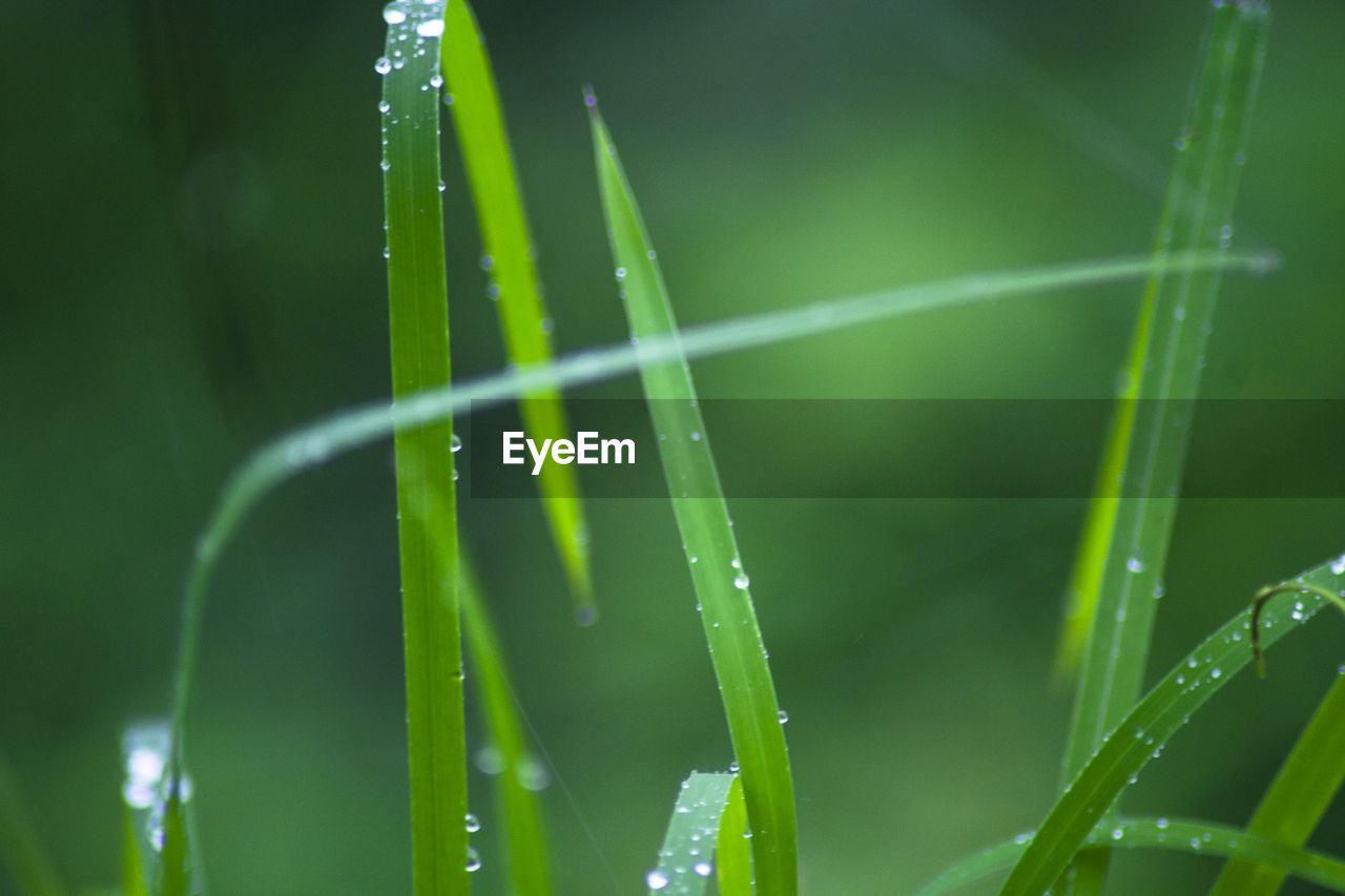 Close-up of wet grass during rainy season