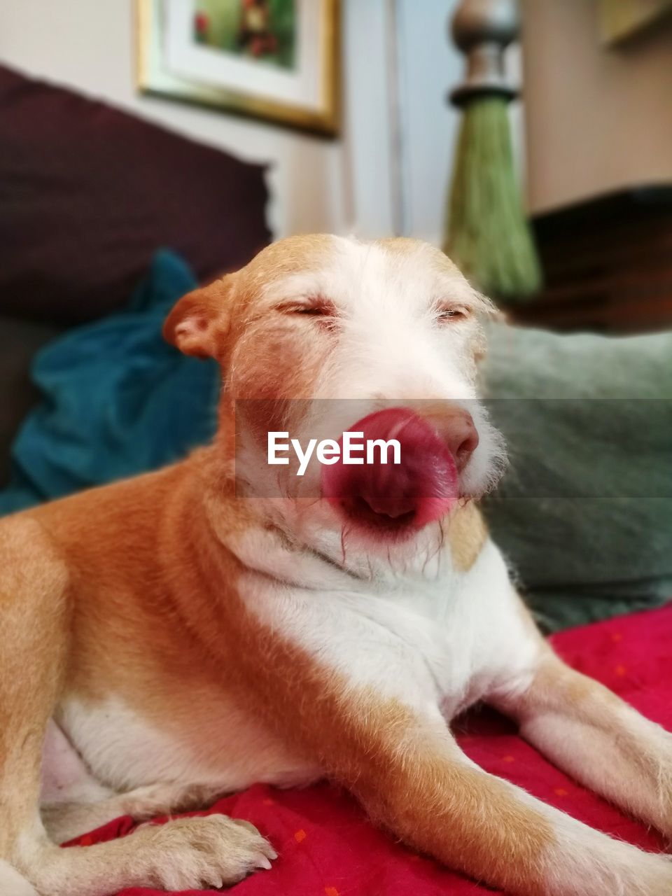 CLOSE-UP OF DOG RELAXING AT HOME
