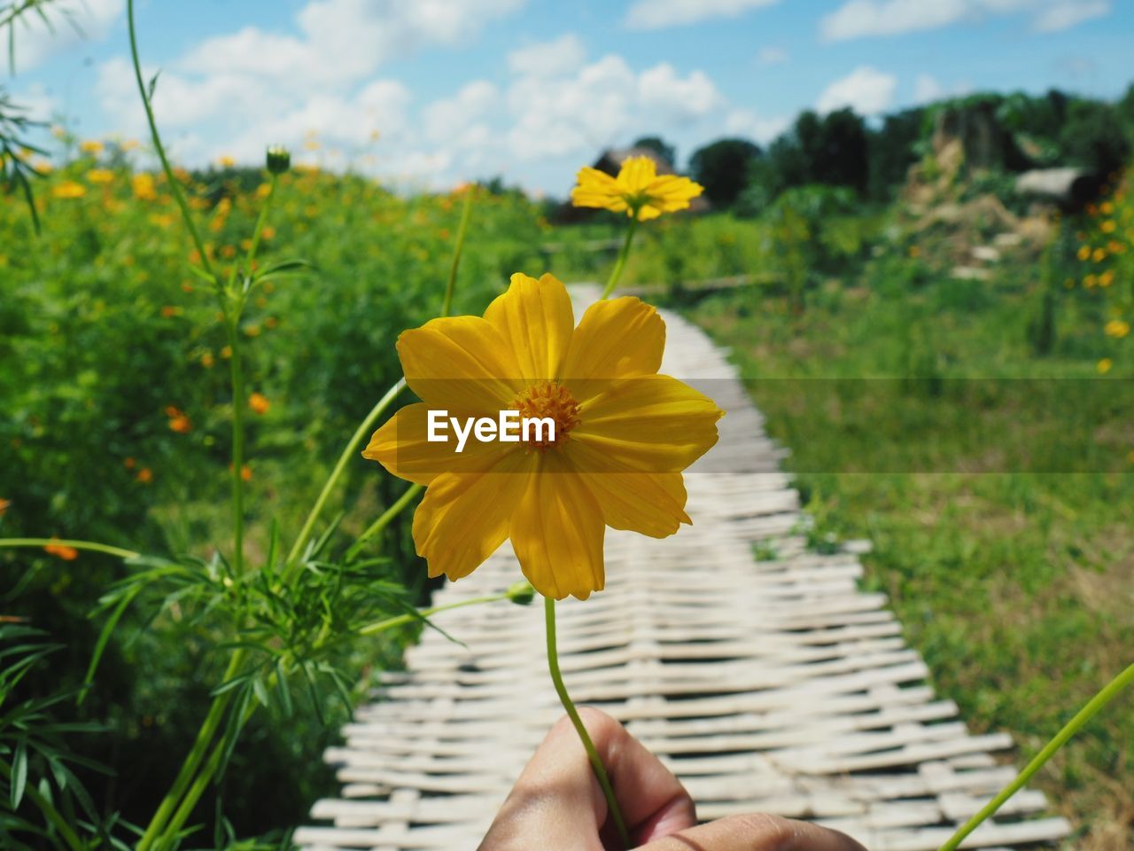 Close-up of hand holding yellow flower