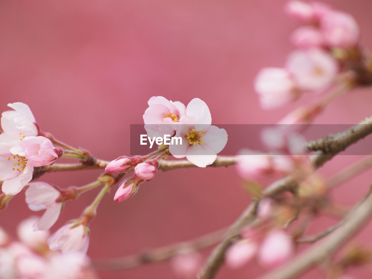 CLOSE-UP OF CHERRY BLOSSOMS