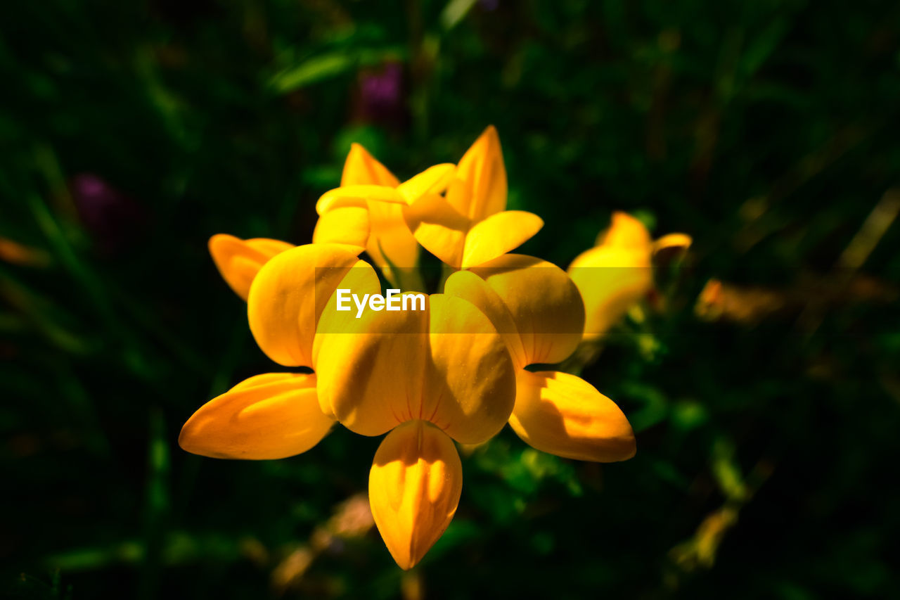 Lotus corniculatus, common bird's-foot trefoil yellow flower.