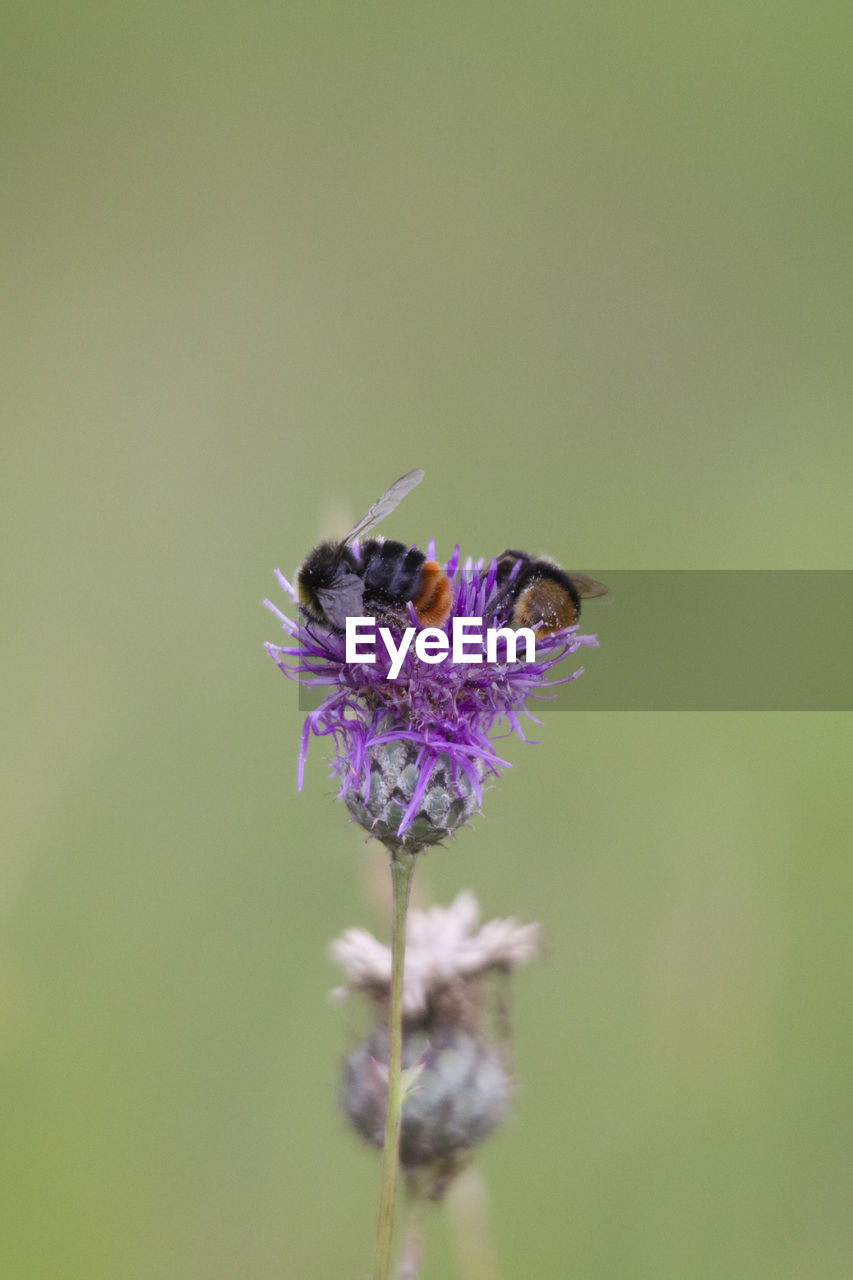 CLOSE-UP OF HONEY BEE POLLINATING ON PURPLE FLOWER