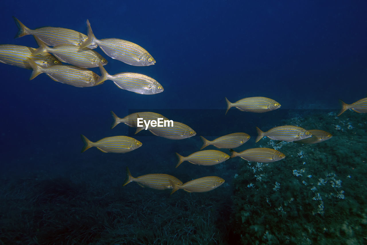 A school of salema porgys - sarpa salpa