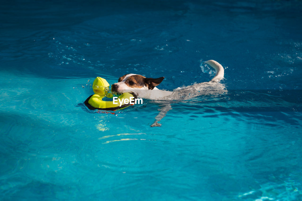 Dog swimming with toy duck in mouth on a sunny day in a backyard swimming pool