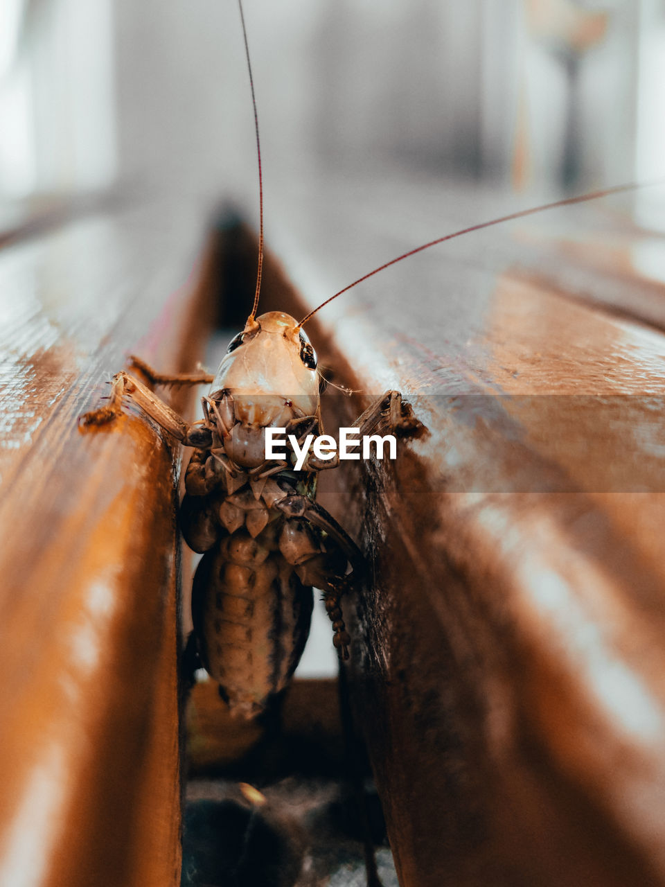 Close-up of insect on wood