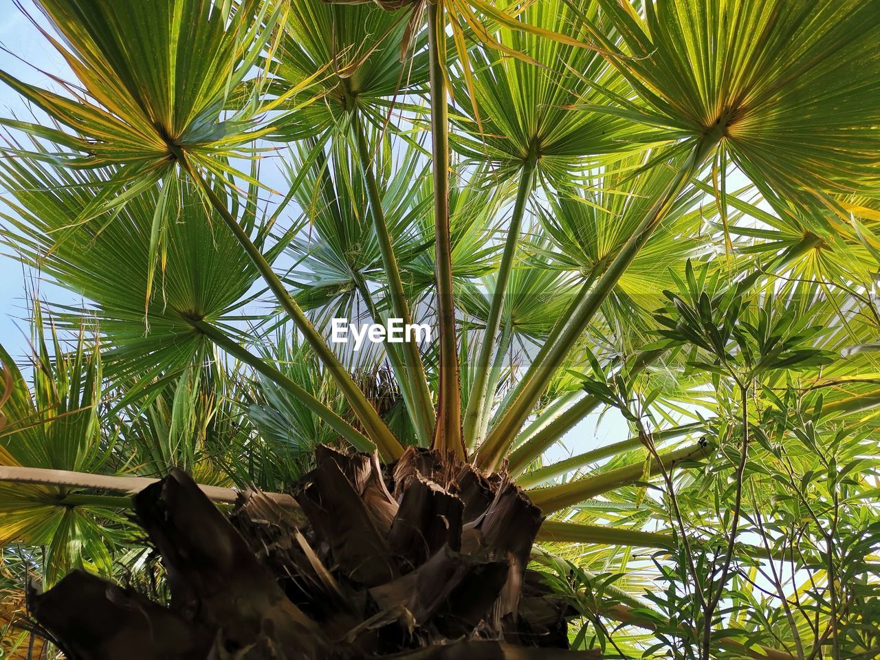 LOW ANGLE VIEW OF PALM TREE