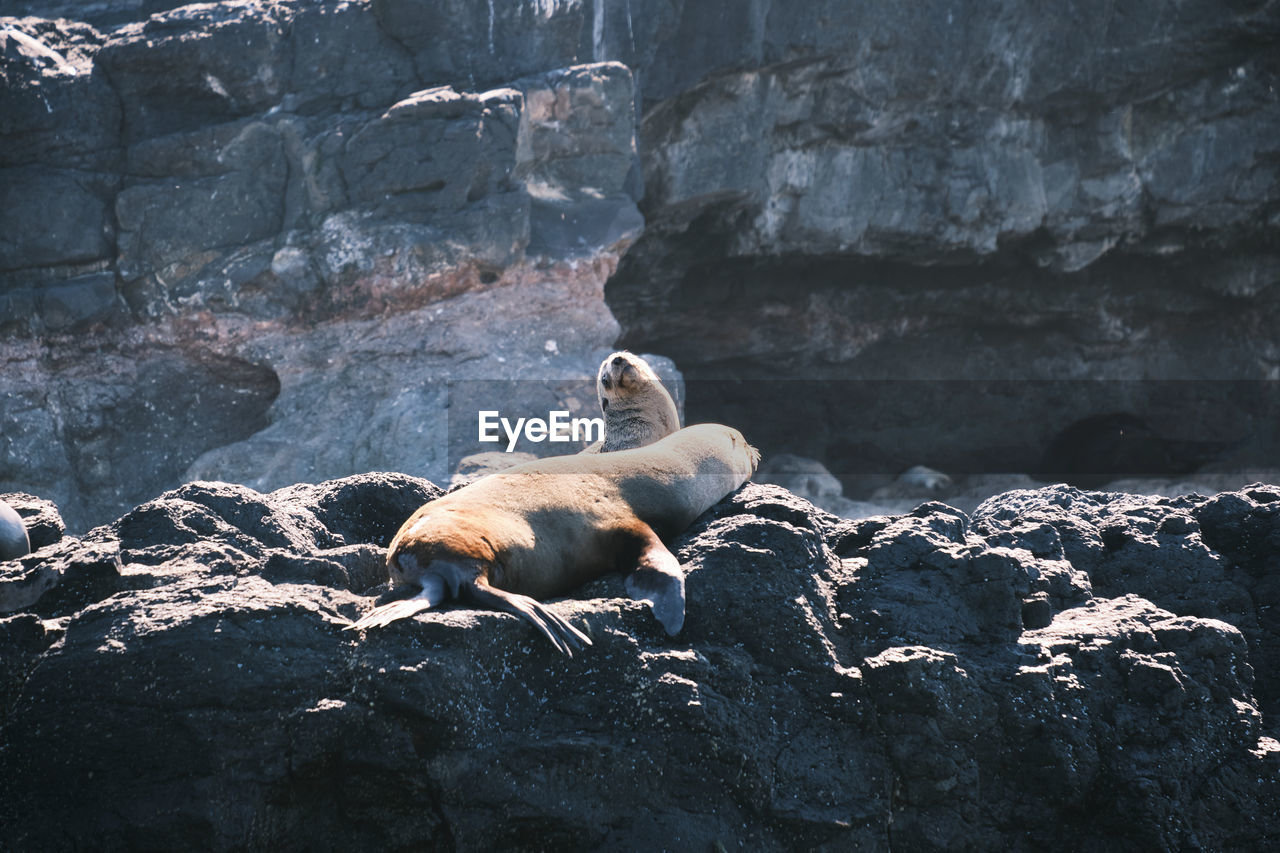 View of two cats resting on rock with seal