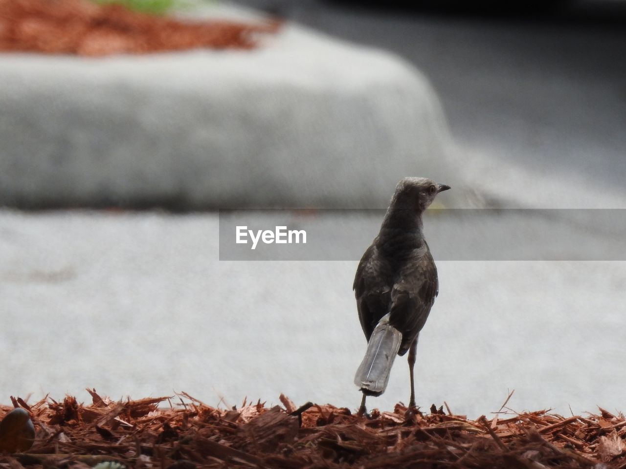 CLOSE-UP OF A BIRD