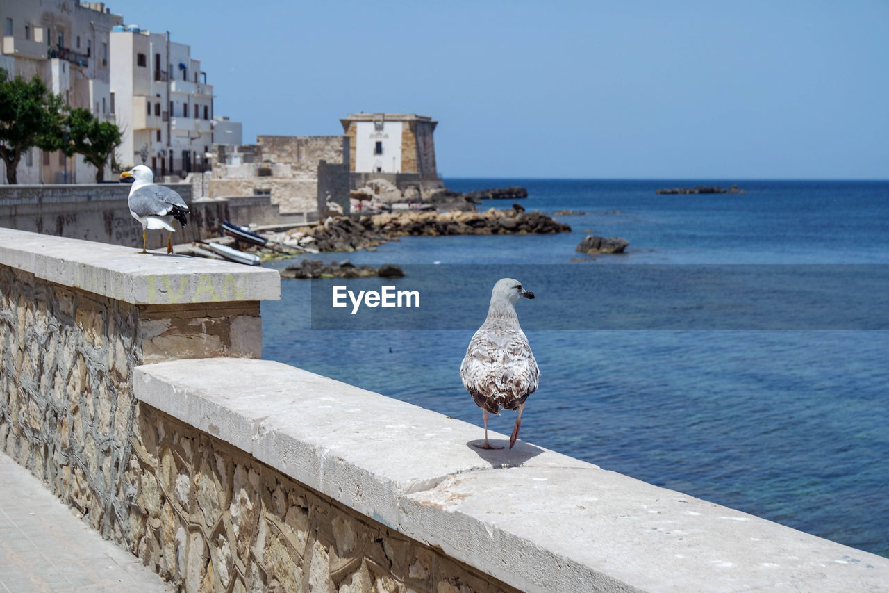 Seagull perching on retaining wall by sea against sky