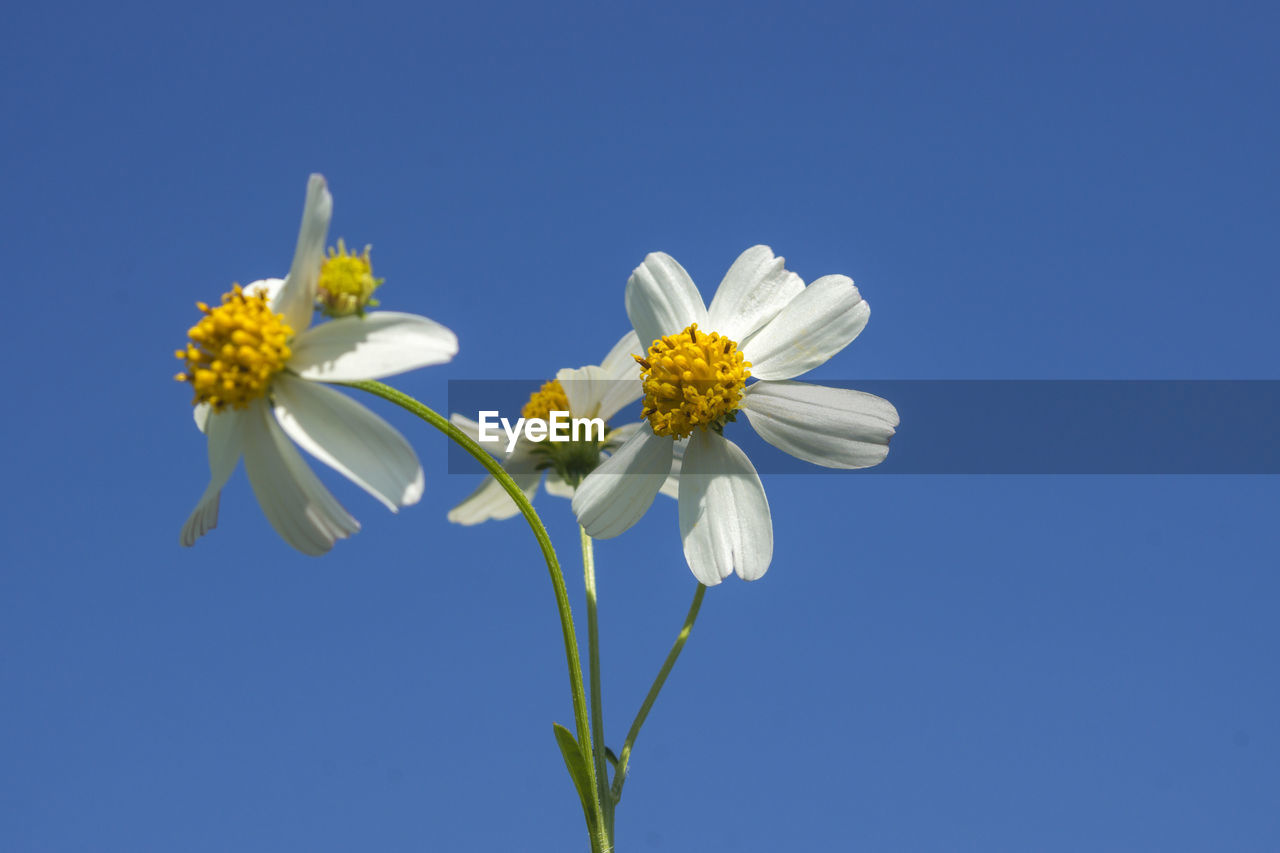 Close-up of white flowers against clear blue sky