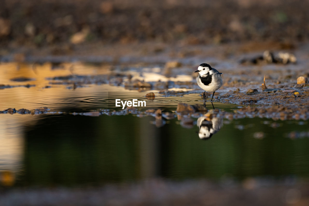 Wagtail hunting in a puddle...