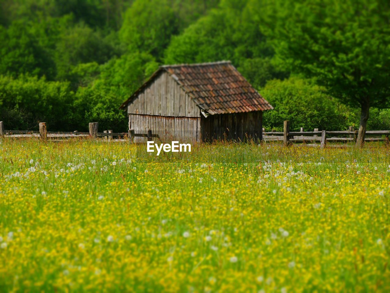 Yellow flowers growing in field