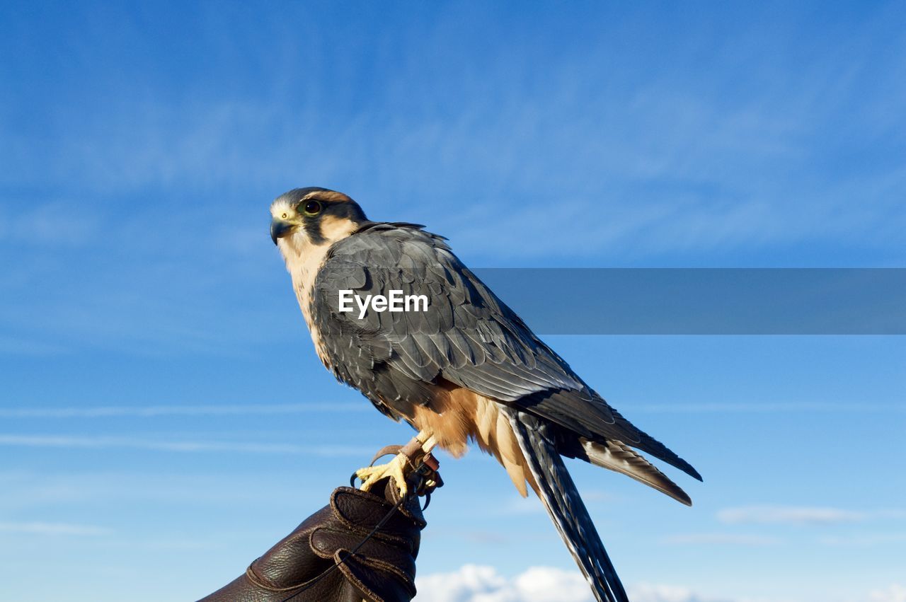 Hawk perching on hand of person wearing protective glove against sky