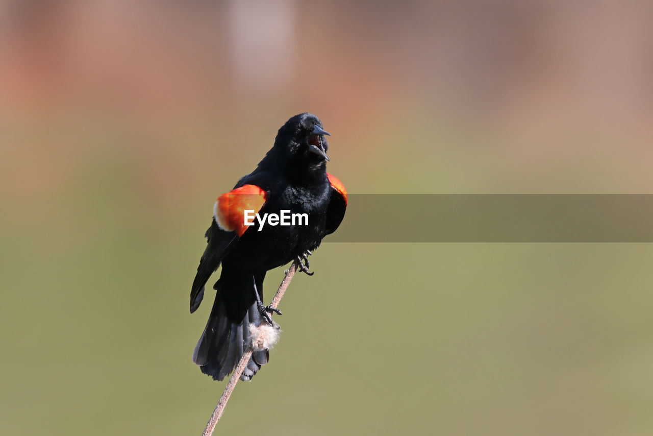 Red-winged blackbird perching on twig