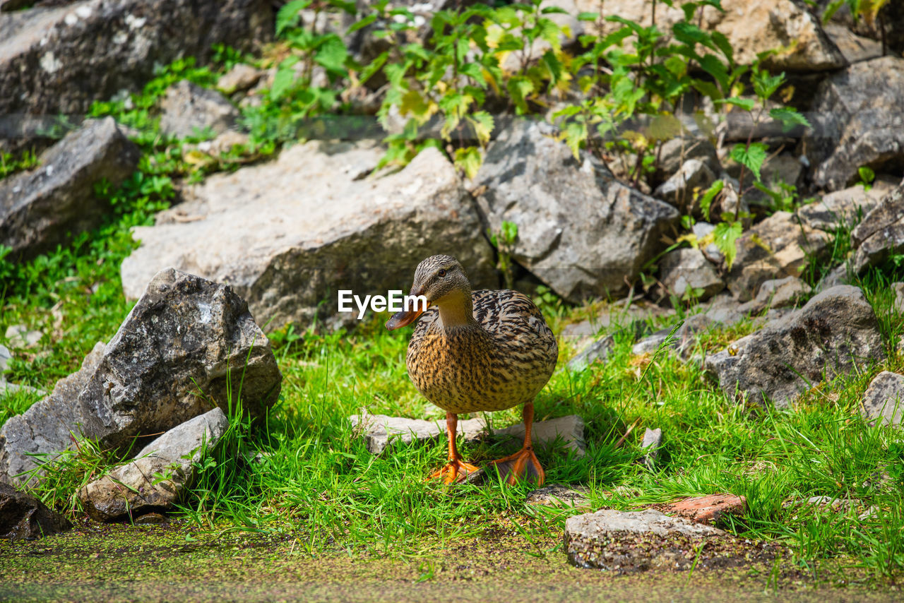 high angle view of duck on rock