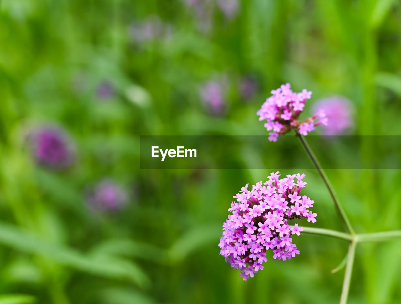 CLOSE-UP OF PINK FLOWERING PLANT ON FIELD