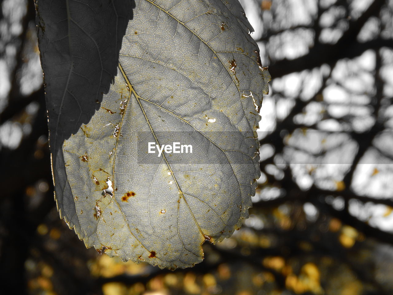 Low angle view of leaf growing on tree