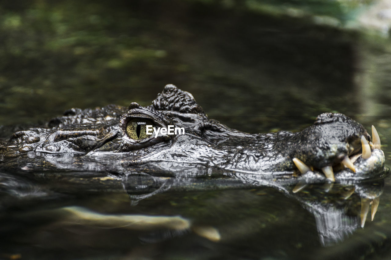 CLOSE-UP OF CROCODILE IN WATER