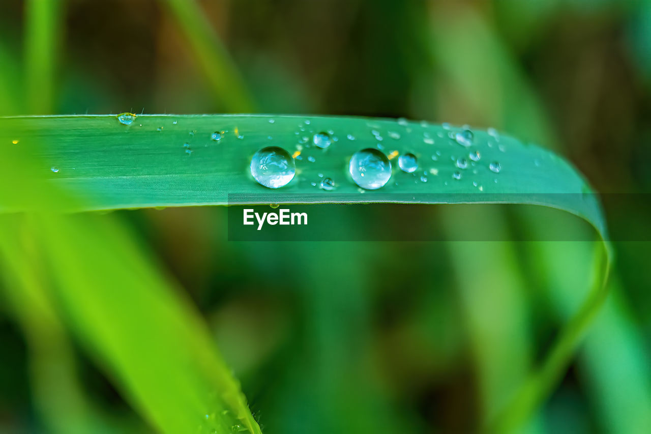 drop, green, water, wet, plant, grass, nature, leaf, plant part, close-up, dew, moisture, blade of grass, beauty in nature, growth, freshness, rain, macro photography, purity, no people, flower, fragility, outdoors, selective focus, environment, day, raindrop, plant stem, focus on foreground, macro, tranquility