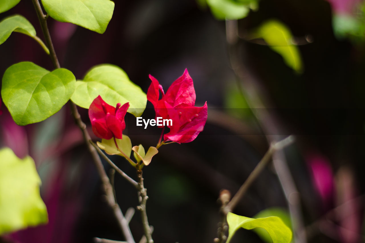 Close-up of pink bougainvillea blooming outdoors