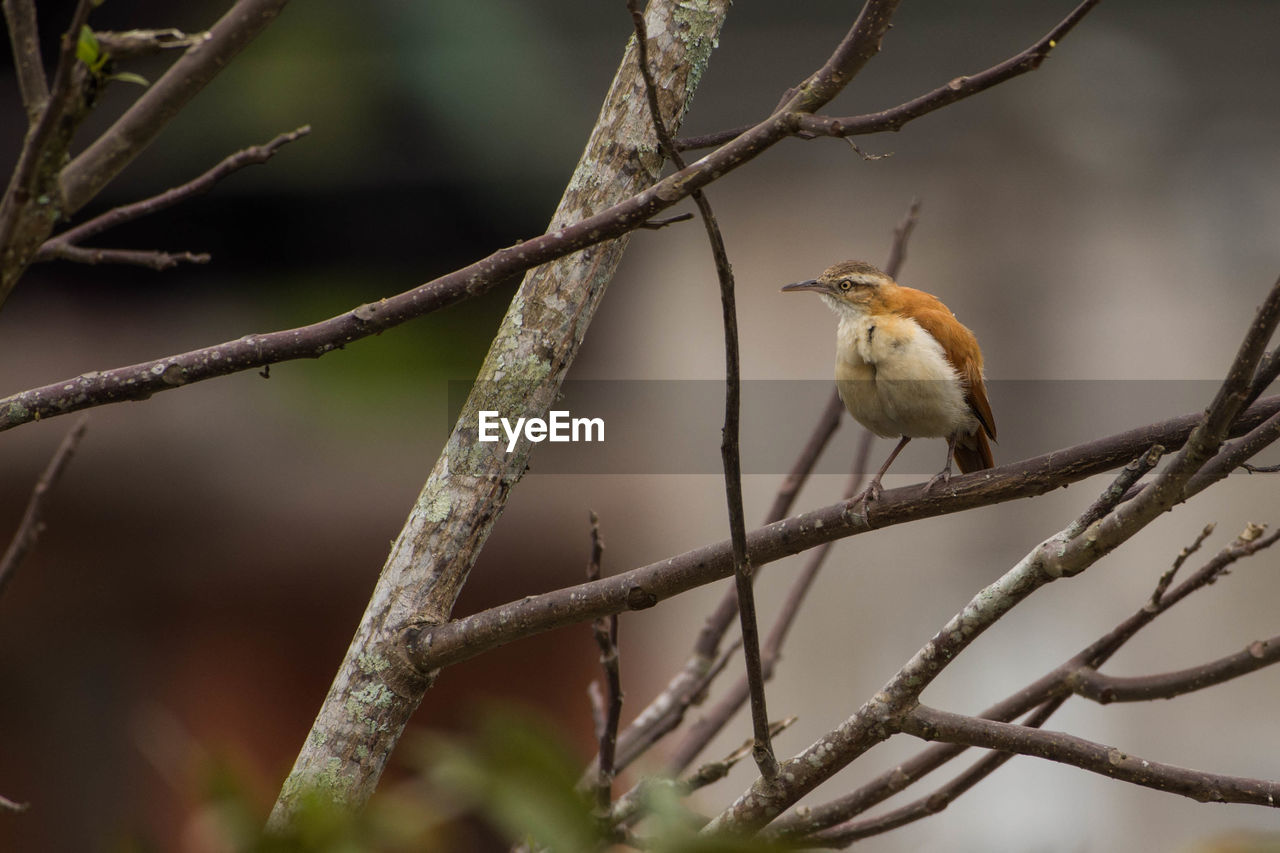 CLOSE-UP OF SPARROW PERCHING ON TREE