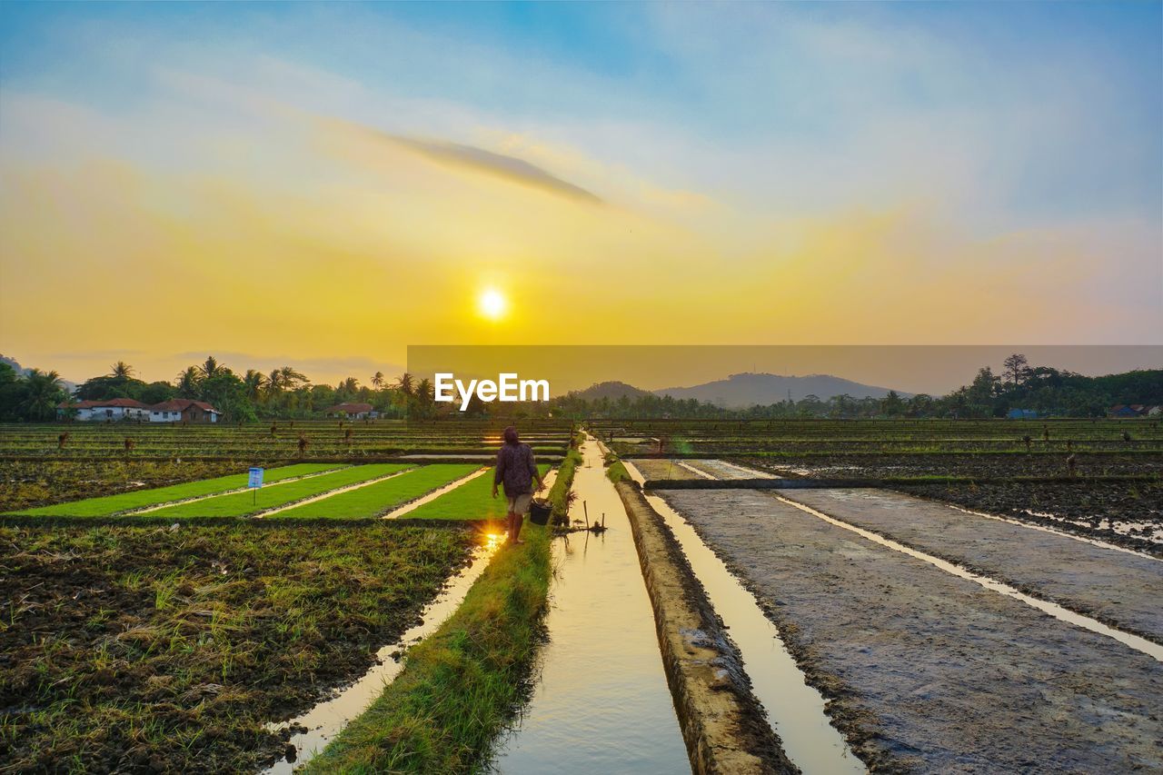 Scenic view of agricultural field against sky during sunset