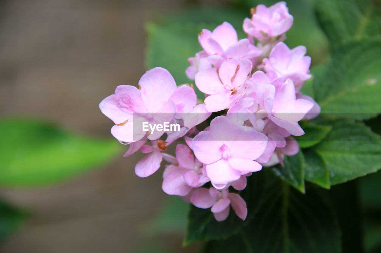 CLOSE-UP OF PINK FLOWERING PLANT OUTDOORS