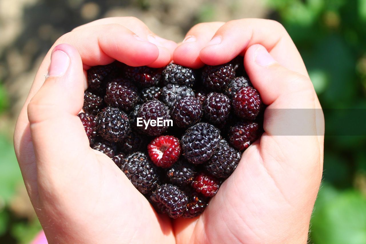 Cropped hands holding blackberries