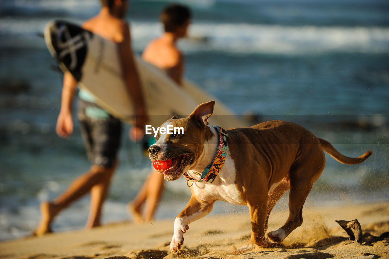 Dog walking on beach