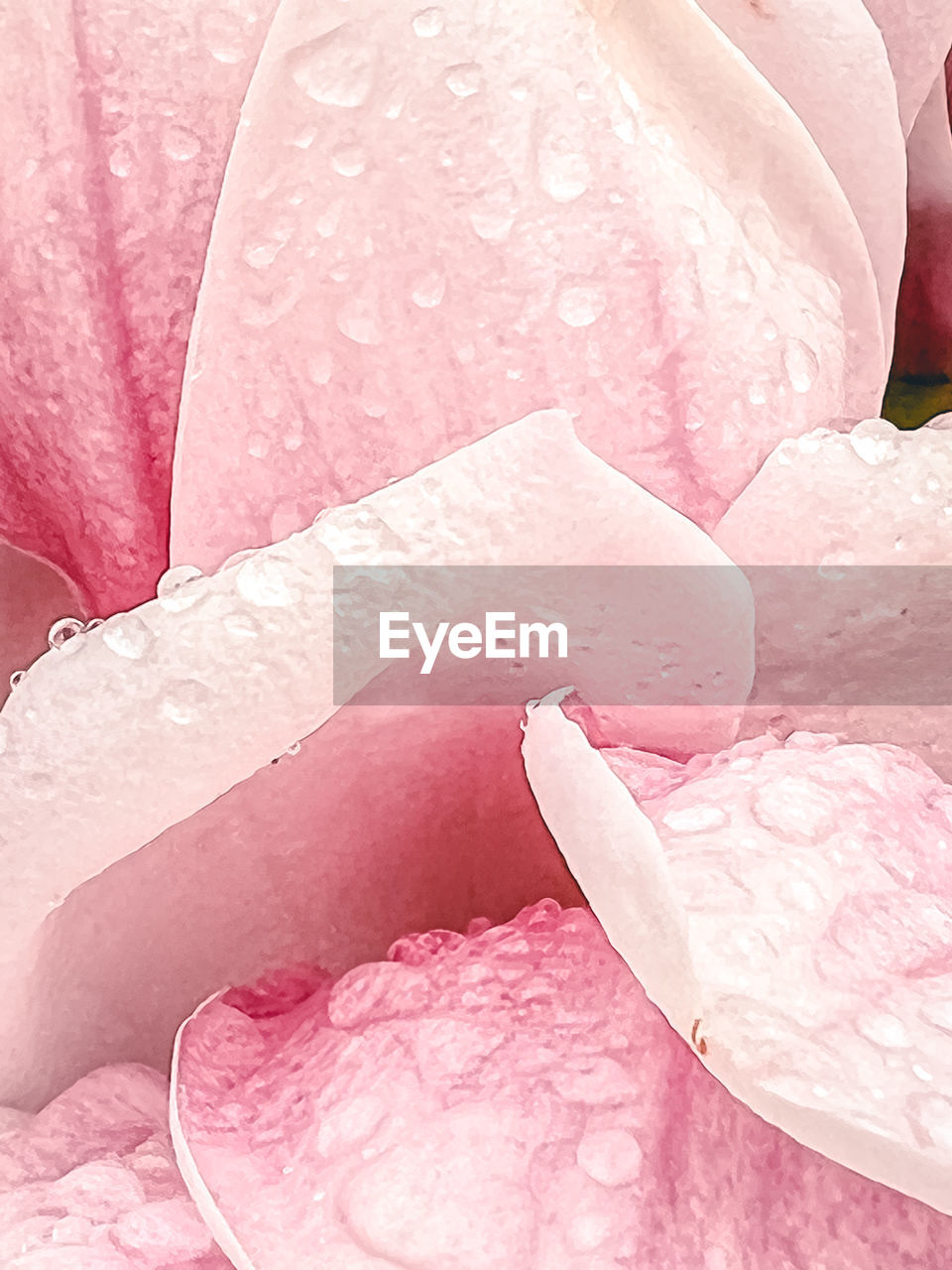 pink, petal, flower, no people, freshness, close-up, food and drink, food, full frame, indoors, plant, backgrounds