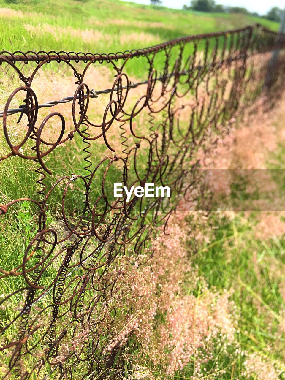 Close-up of grass