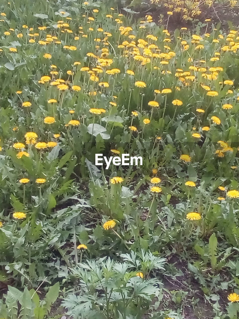 YELLOW FLOWERS BLOOMING IN PARK
