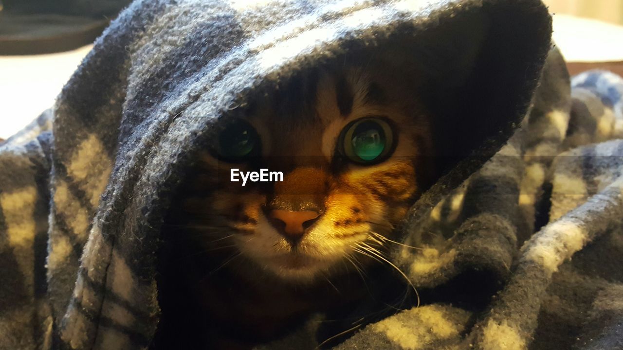 Close-up portrait of cat in blanket