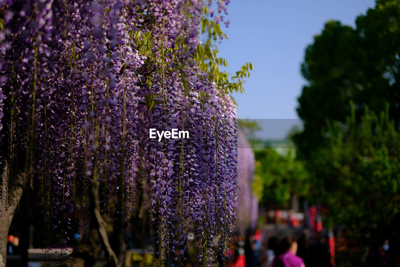 CLOSE-UP OF PURPLE FLOWER TREE