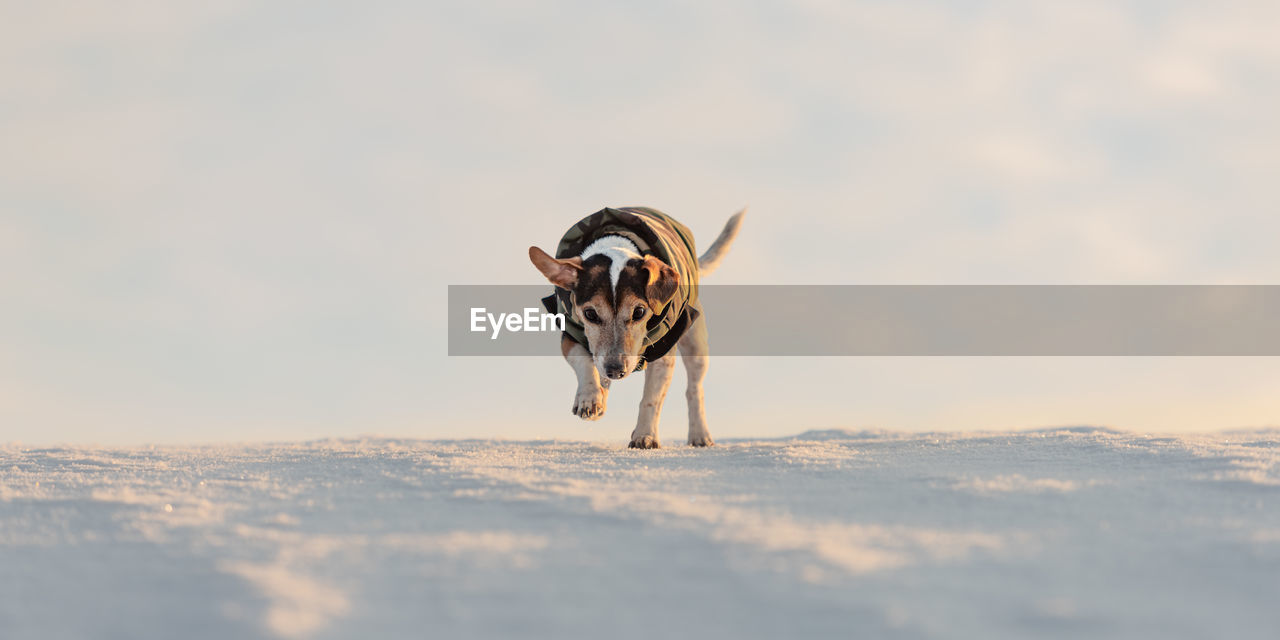 VIEW OF A DOG RUNNING ON THE STREET