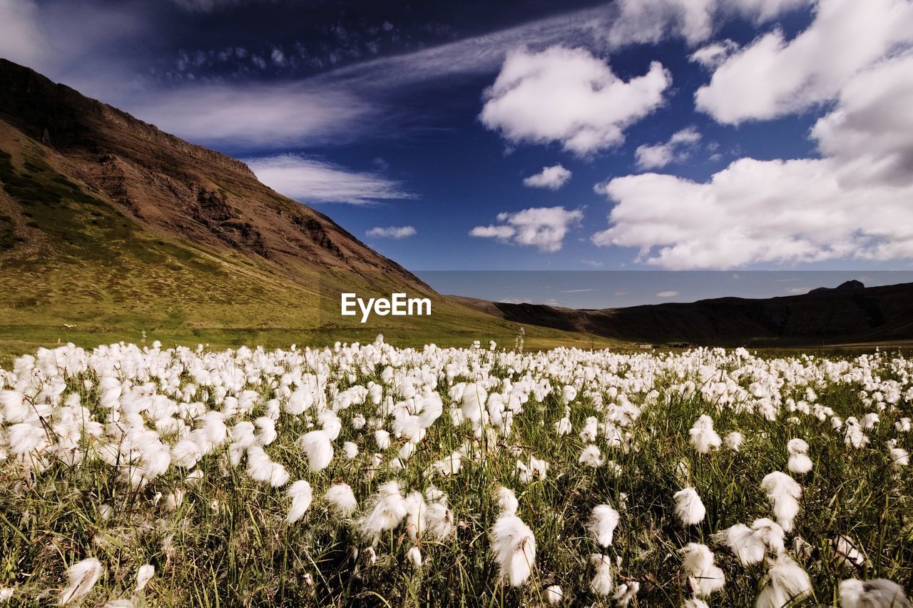 Scenic view of flowering plants on field against sky