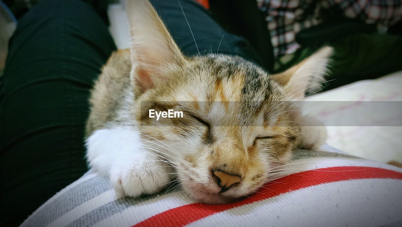 CLOSE-UP OF CAT SLEEPING ON BLANKET