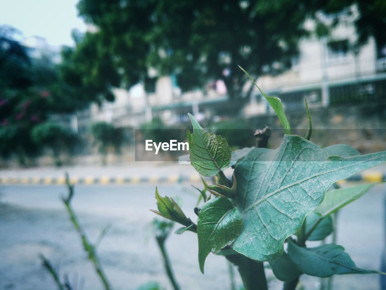 CLOSE-UP OF FRESH GREEN LEAVES ON PLANT